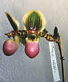 Paphiopedilum chamberlainianum