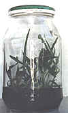 Acacallis cyanea