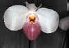 Paphiopedilum delenati